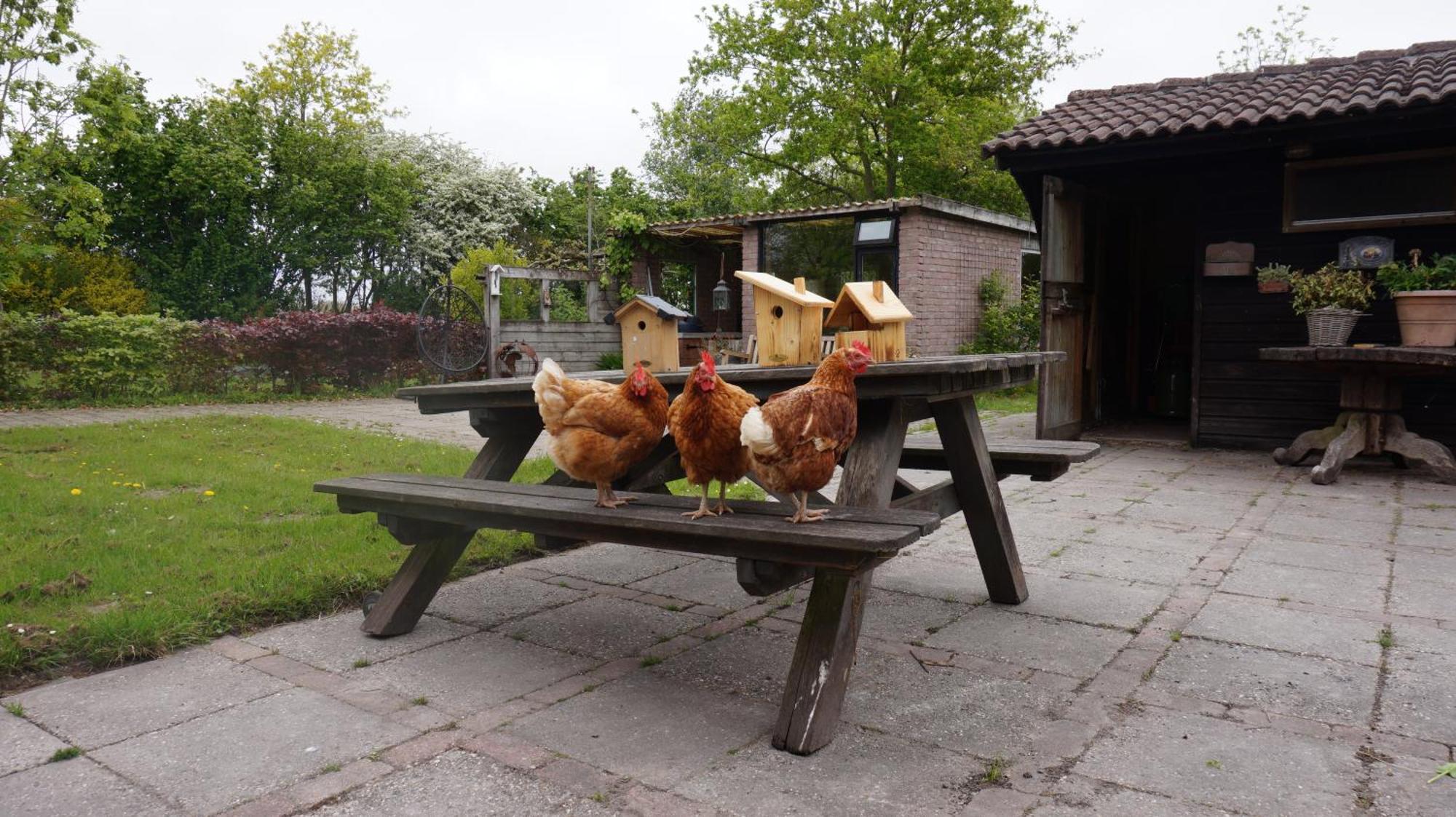 Bed And Breakfast Het Schapenlandje Waarland ภายนอก รูปภาพ